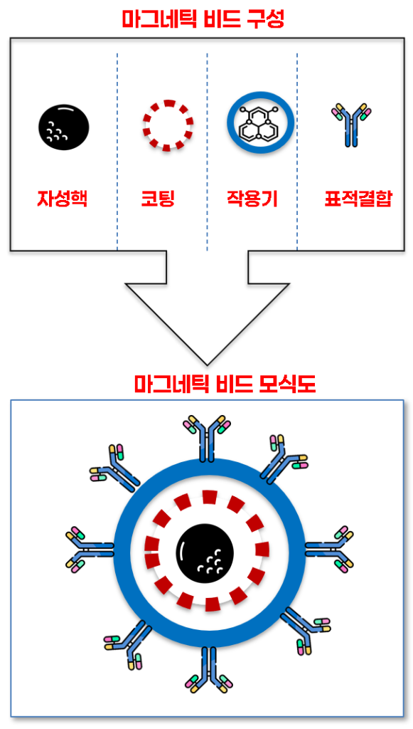 Magnetic Bead Configuration and Structure Diagram